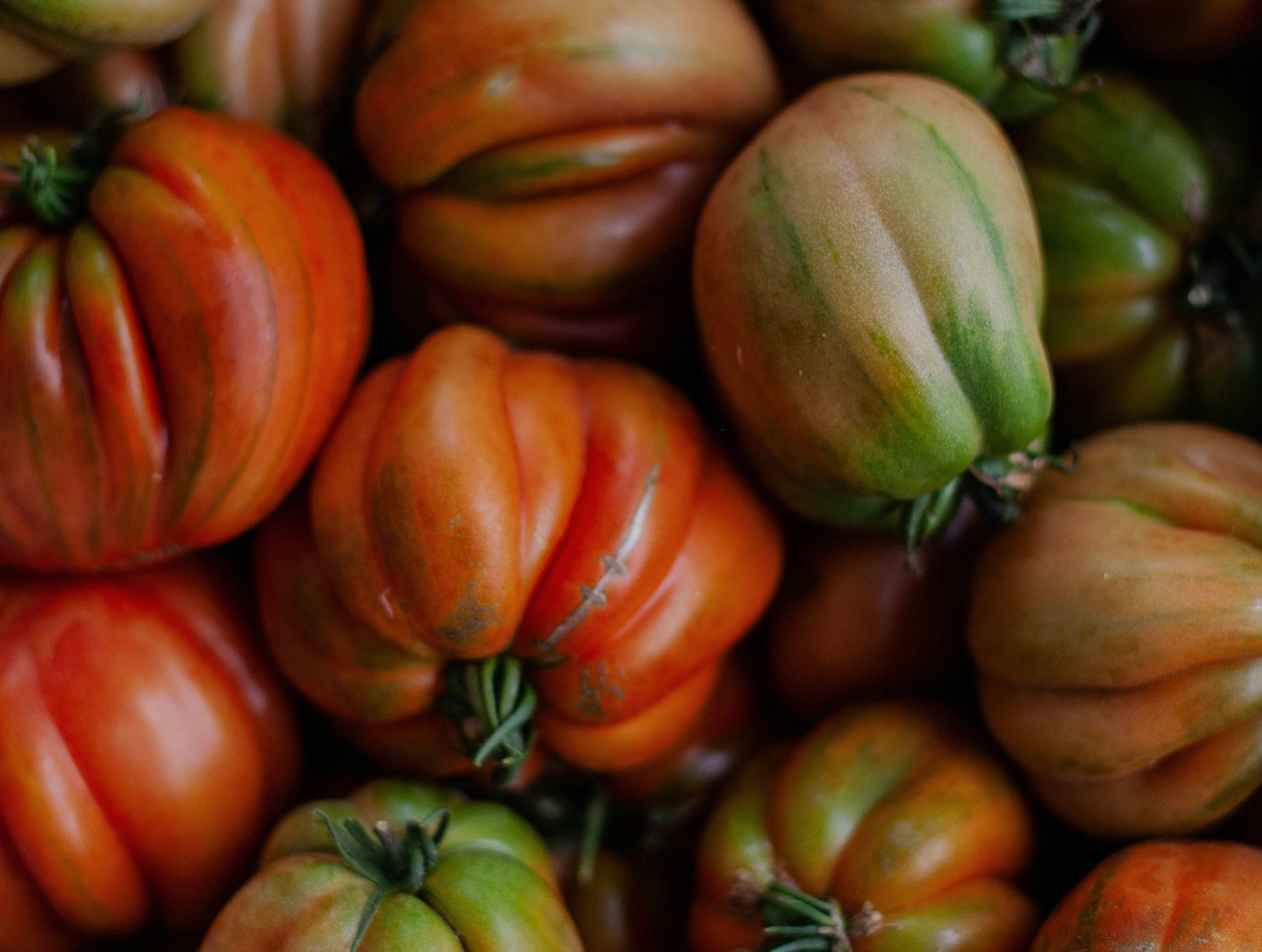 Close-up of fresh heirloom tomatoes in various colors including red, orange, and green stripes showcasing organic produce variety