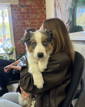 Adorable Australian Shepherd puppy with striking blue eyes and tri-color coat being held in office with exposed brick wall