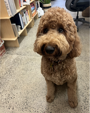 Adorable brown Groodle sitting attentively in modern office with bookshelves