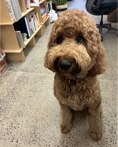 Adorable brown Groodle sitting attentively in modern office with bookshelves